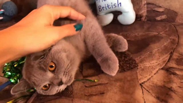 Ласковый британский котёнок