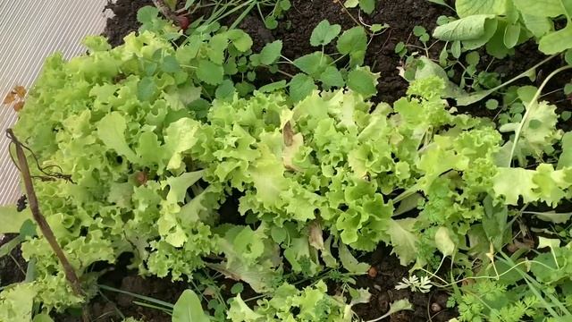 Что растёт зимой в моей теплице. ?️❄️Обзор зелени. ?Петрушка под зиму. смотреть онлайн