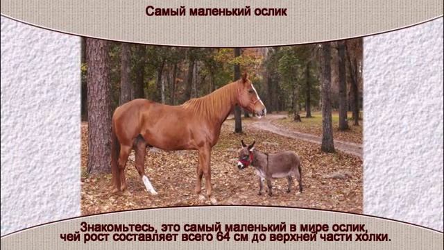 Самый маленький ослик