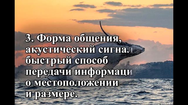 Спросите эксперта: почему киты прыгают? смотреть онлайн