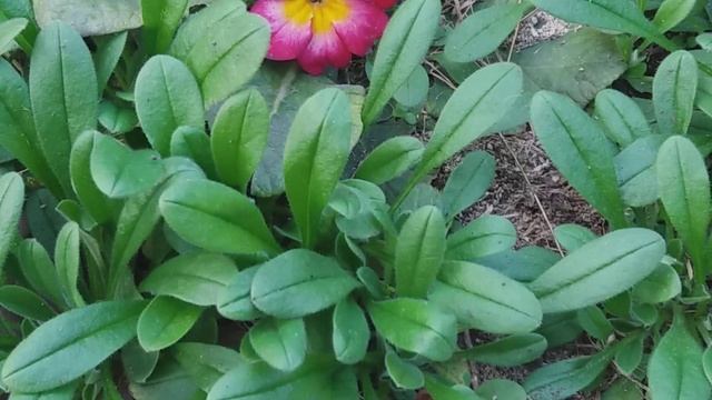 Сибирский бамбук, обзор цветов 15сентября смотреть онлайн