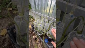 Всё о голубике(посадка,черенкование,уход)