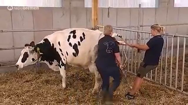Как принимают роды у коровы вспомагателями родов VINK смотреть онлайн