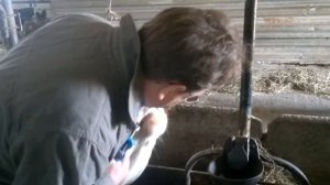 чипирование КРС