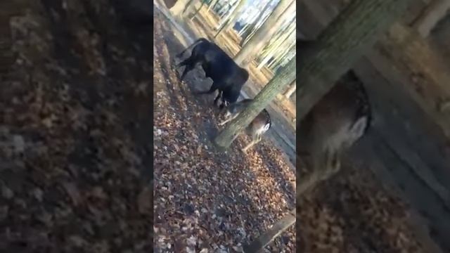 Бой быка Зебу смотреть онлайн