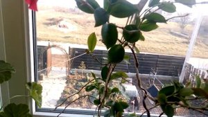 Обрезка дипладении в ноябре,укореняю.