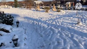 Как я укрываю туи от солнца в зимне - весенний период ❄️☃️🌲 самый простой способ ! #укрытиедлятуи