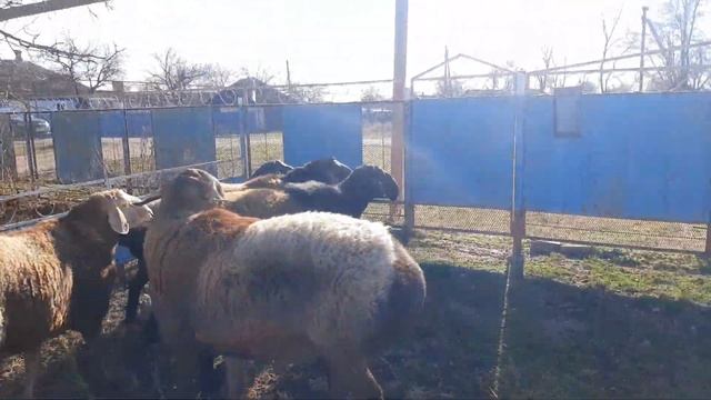 Гиссарские бараны хозяйства Камчатного восстанавливаются после случки