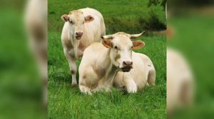 Дикие и домашние животные