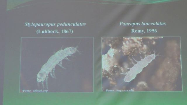 Стиблецова О.В.: Съезд УЭО: Многоножки Донецкой области, by Entomologist in Ukraine (RUS)