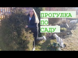 ПРОГУЛКА ПО ХВОЙНОМУ САДУ ?ГОРТЕНЗИИ ПРОСЫПАЮТСЯ.mp4