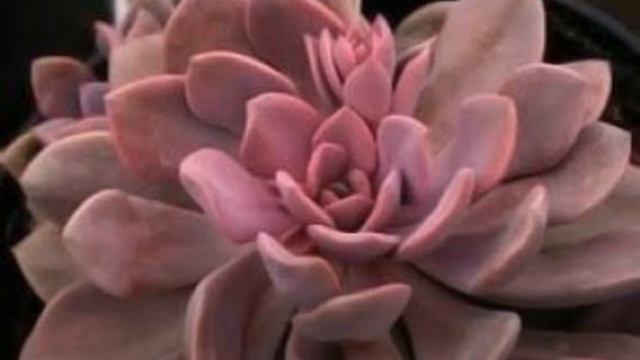 KNOW YOUR SUCCULENTS: Presentation tips names - Graptoveria 'Debbie' смотреть онлайн