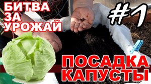 Посадка капусты на рассаду из семян в грунт в пластиковых ящиках - #1