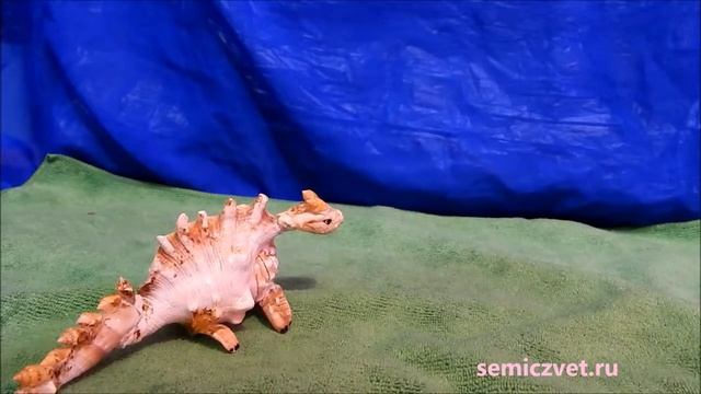 ?? Динозавры из морских ракушек. Сувениры из ракушек своими руками