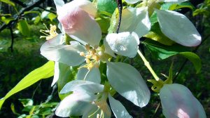 Цветущая роща: первые дни лета. Видеозарисовка. Летний этюд. Видовой фильм о природе.