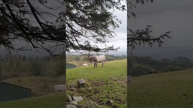 Стена Плача и Ирландский Бычок