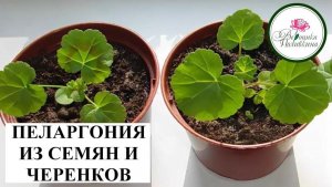 ПЕЛАРГОНИЯ ИЗ СЕМЯН И ЧЕРЕНКОВ