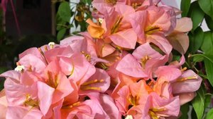 Бугенвиллия Hugh Evans?