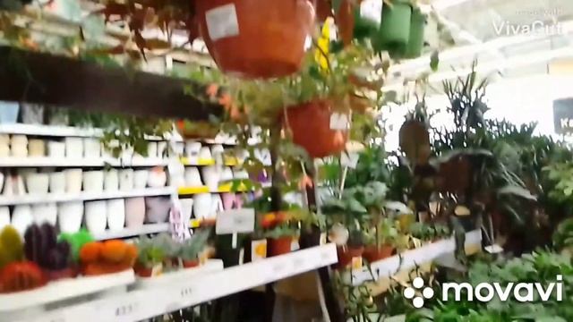 Поездка в Леруа за дверьми, купили Хлорофитум.??? смотреть онлайн