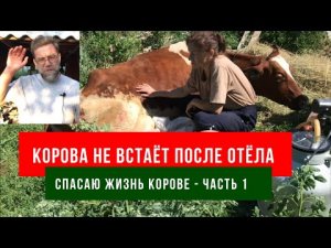 Корова не встаёт после отёла - спасаю жизнь корове, часть 1