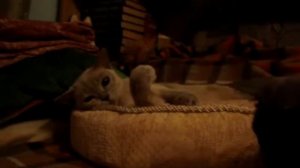 Бурманская кошка играет