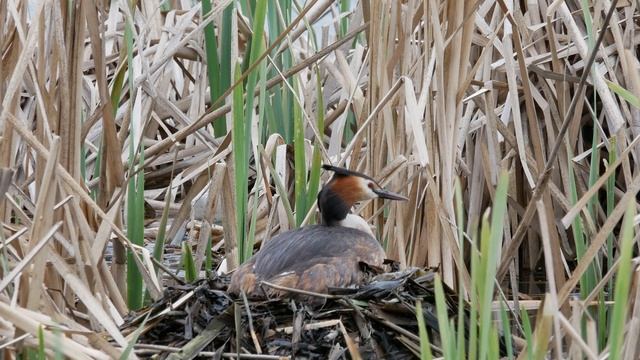 Чомги 170416 1к в Царицыно Panasonic G80 4K25fps 13 смотреть онлайн