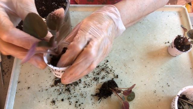 AFRICAN VIOLETS. Newbies - what babies are ready to be separated and what are not yet. смотреть онлайн