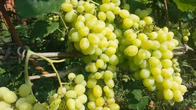 Ягоды винограда созреваеют смотреть онлайн