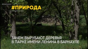 Почему в парке имени Ленина в Барнауле вырубают деревья