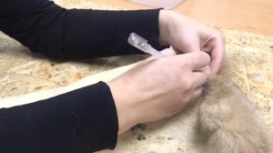 Обработка меха рыси. Часть 1 - как разрезать шкуру.