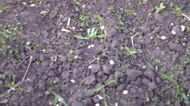 Посев клевера и люцерны, ответ на вопросы. смотреть онлайн