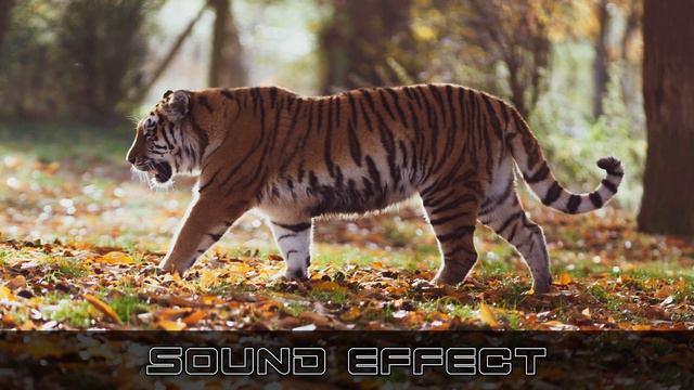 Wildlife | Tiger Hiss 2 - SFX Producer | No Copyright Tiger Sound Effects смотреть онлайн