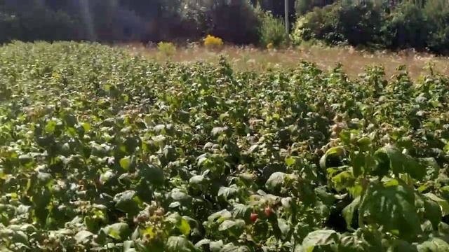 малина сорт "полка" смотреть онлайн