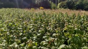 малина сорт "полка"