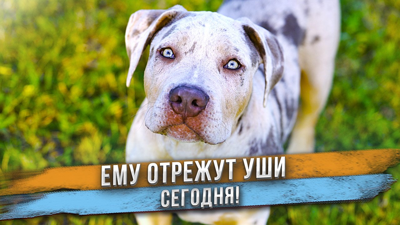Кингу ОТРЕЗАЛИ уши! Совсем некрасиво, УЖАС! ✂️