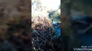 Плотина бобра, дом бобра!!!