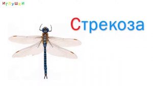 НАСЕКОМЫЕ для ДЕТЕЙ  Развивающие ВИДЕО про насекомых для детей в HD качестве
