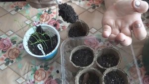 Первая пересадка рассады спаржи