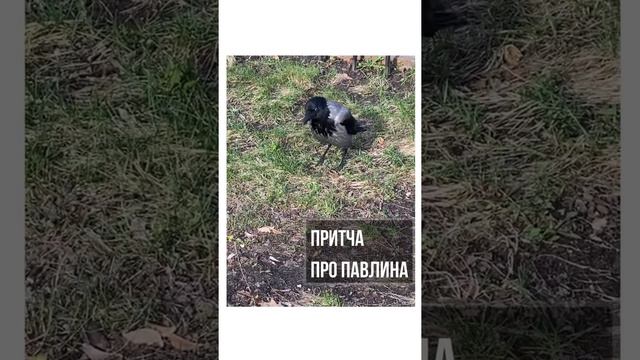 Притча про Павлина и Ворону