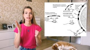 Оплодотворение. Эмбриогенез. Очень подробно за 9 минут.