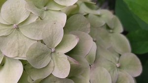 Королева сада. Метельчатая  гортензия Лаймлайт и Полярный медведь.