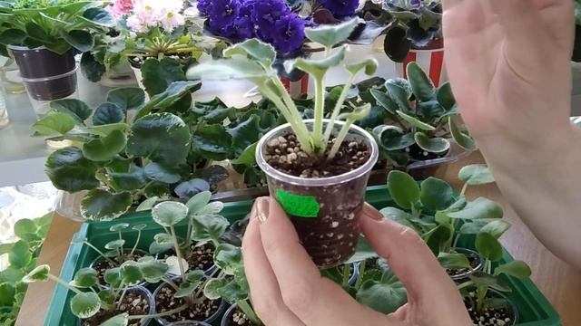 Фиалки./ Как вырастить здоровую детку. смотреть онлайн