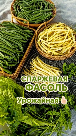 Самая популярная в мире! #семена