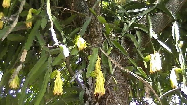Аргентина. Кактус: Гилоцереус - Hylocereus Ocamponis -растущий на дереве.