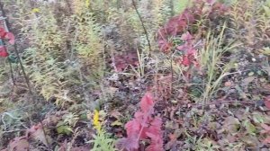 Ежевика в средней полосе Почему обрезаю ежевику поздней осенью Немного о наблюдениях за ежевикой