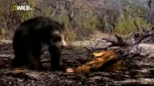 Короткомордый Медведь / Доисторические животные /