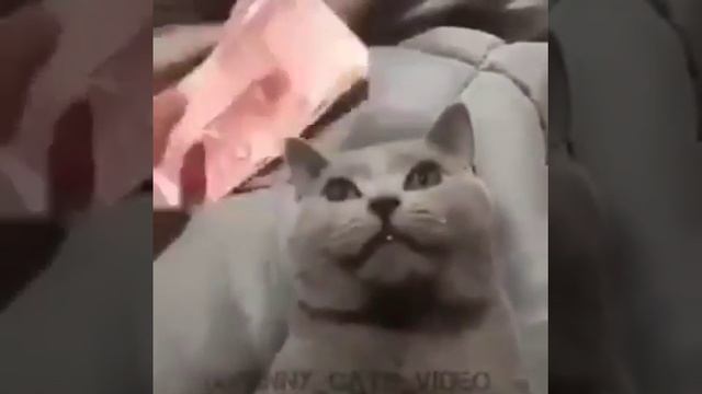 Денги тоже могут гипнотизировать кошек ? смотреть онлайн