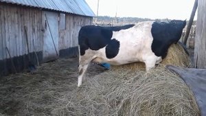 ГОТОВЛЮ НЕТЕЛЕЙ К ОТЕЛУ!СТЕЛЬНОСТЬ 8 МЕСЯЦЕВ!