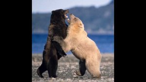 БЕЛЫЙ МЕДВЕДЬ И БУРЫЙ МЕДВЕДЬ  ненецкая сказка