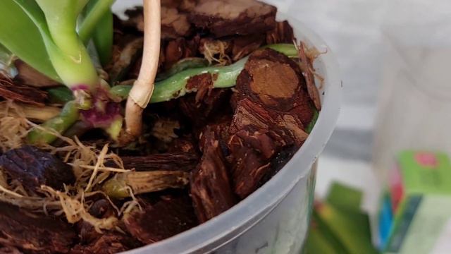 Азиатский фаленопсис Дикий кот. Борьба с гнилью! смотреть онлайн